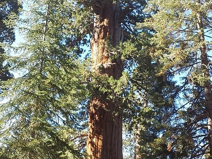 genesis tree sequoia national forest