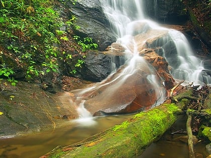 log hollow falls pisgah national forest