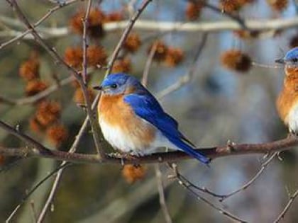 New Jersey Audubon's Plainsboro Preserve