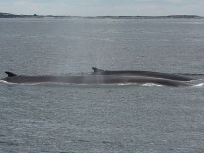 granite state whale watch rye