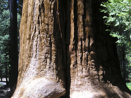 giant sequoia national monument foret nationale de sequoia