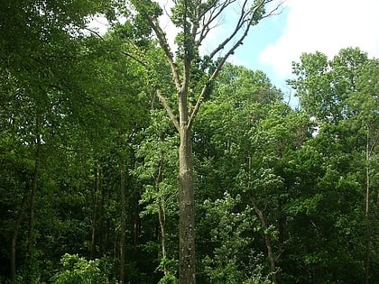 boyd big tree preserve conservation area