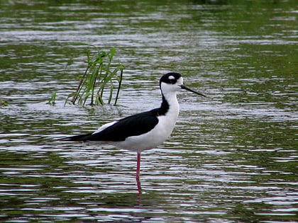 park stanowy myakka river