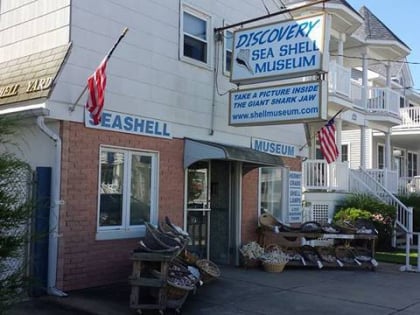 the discovery seashell museum ocean city
