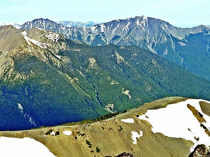 gray wolf ridge park narodowy olympic