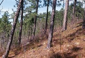 mountain longleaf national wildlife refuge