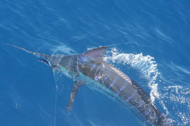 hurricane fleet charter fishing calabash