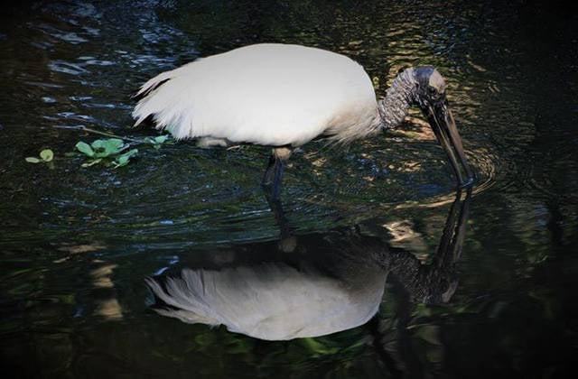 audubons corkscrew swamp sanctuary