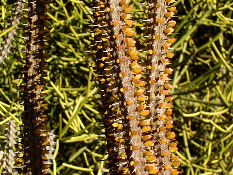 jardin botanique de san diego encinitas