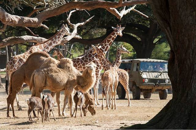 global wildlife center folsom