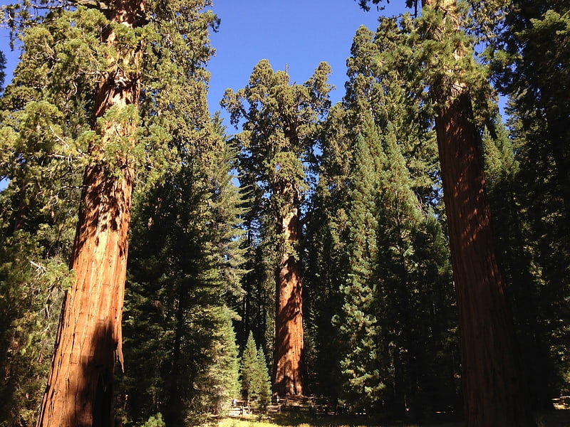 general sherman tree sequoia and kings canyon national parks
