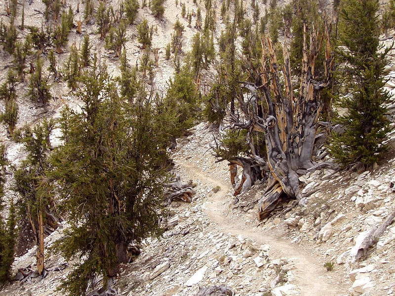 ancient bristlecone pine forest bishop