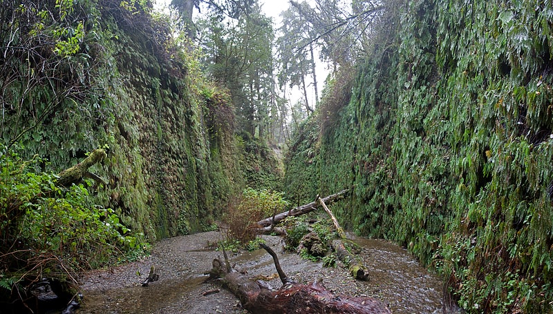 fern canyon parc detat de prairie creek redwoods