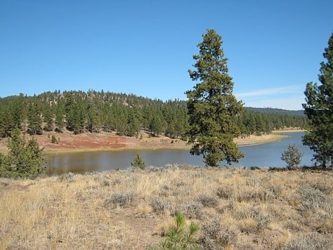 Forêt nationale d'Ochoco