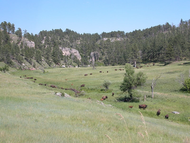 wind cave bison herd parque nacional wind cave
