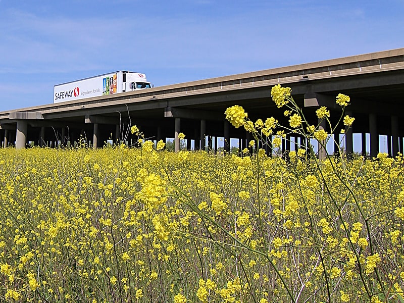 yolo causeway yolo bypass wildlife area