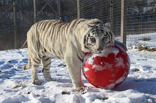 national tiger sanctuary saddlebrooke