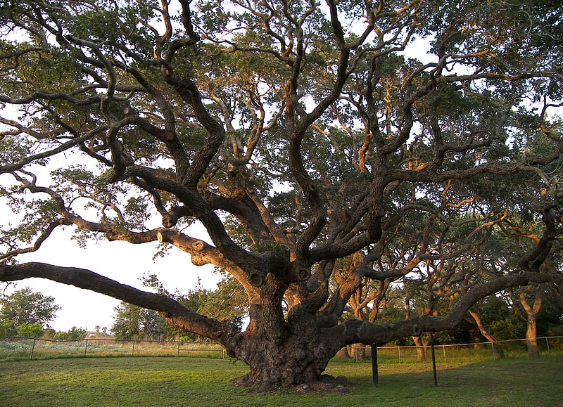 the big tree goose island state park