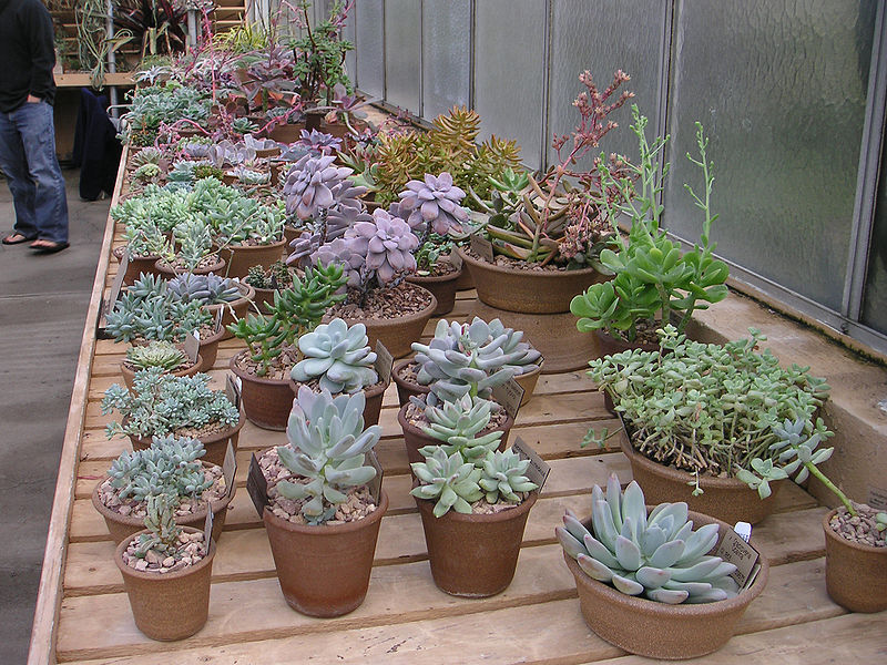 Desert Garden Conservatory