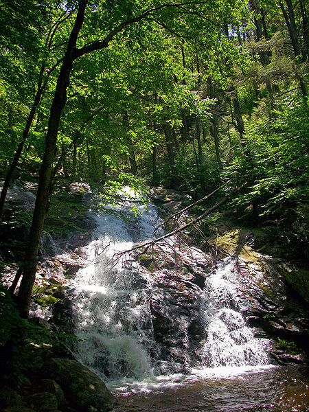 Black Rock Forest