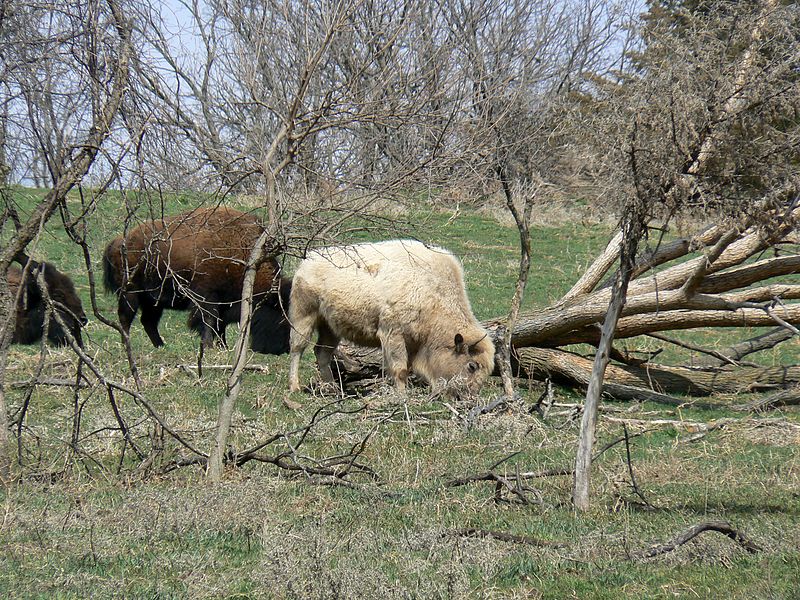 Lee G. Simmons Conservation Park and Wildlife Safari