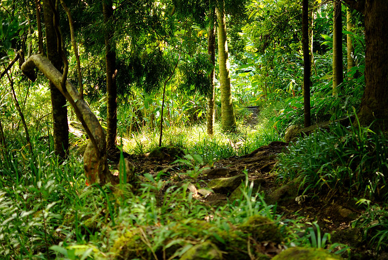 Arboretum im. Harolda L. Lyona