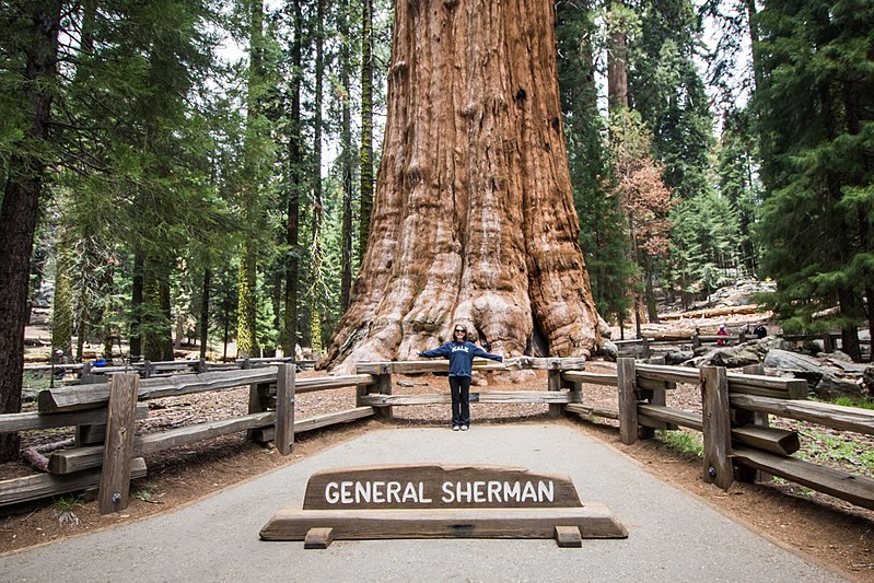 General Sherman Tree