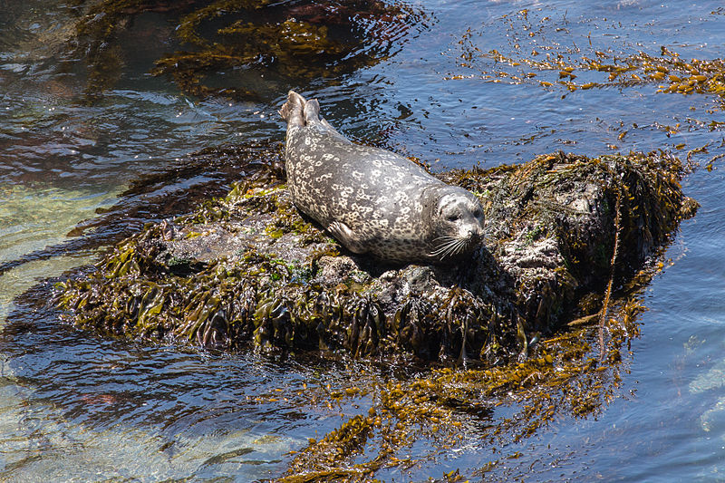 Point Lobos