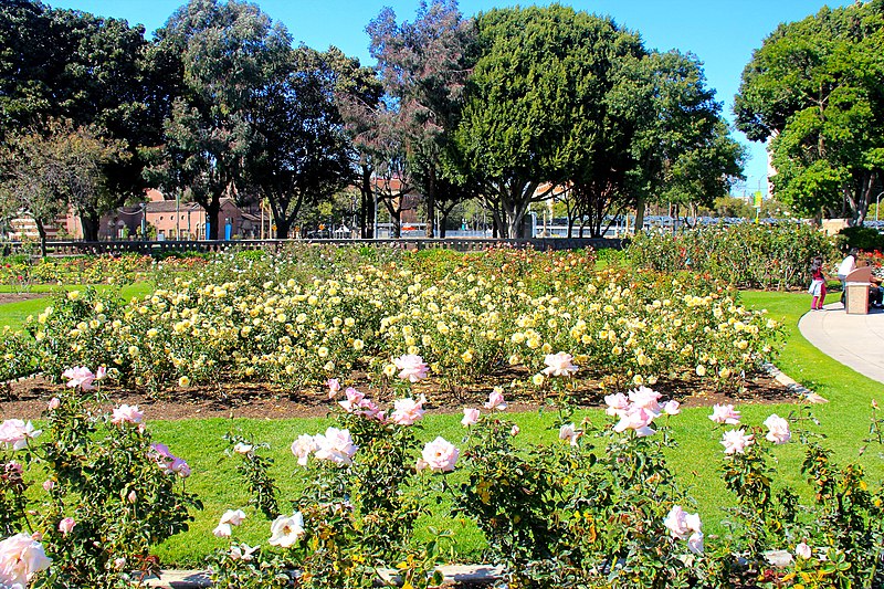Exposition Park Rose Garden