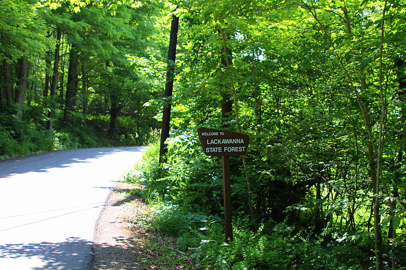 Pinchot State Forest