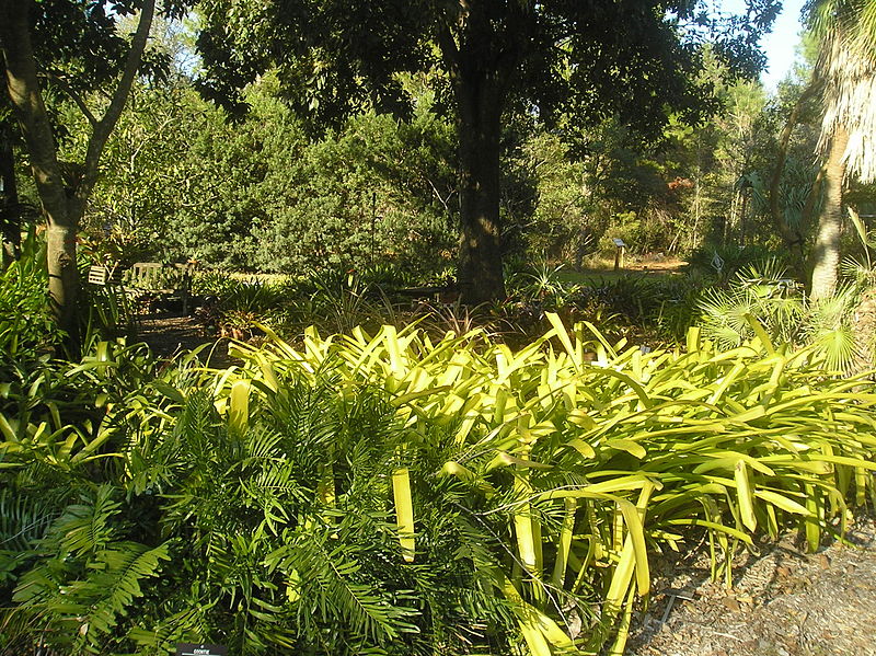 University of South Florida Botanical Gardens