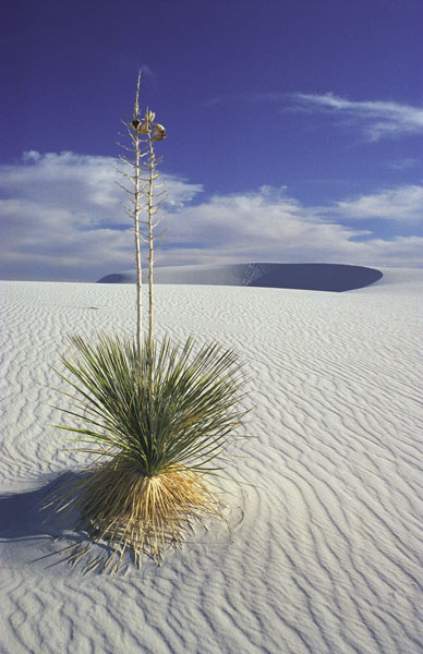 Parc national des White Sands