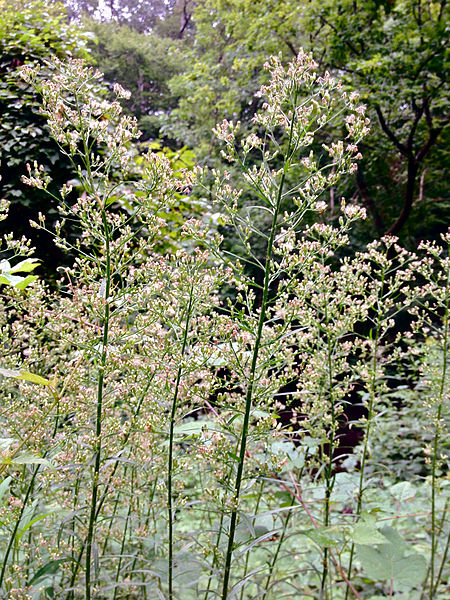 Rock Creek Park