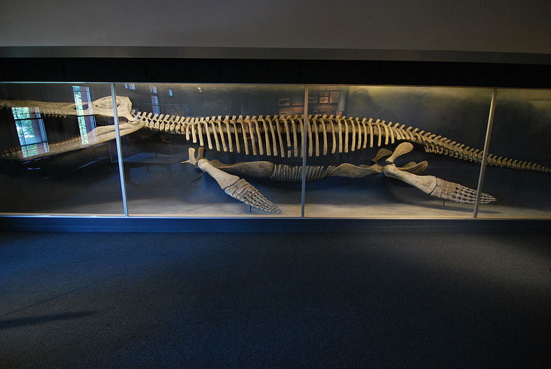 Musée de Zoologie comparée