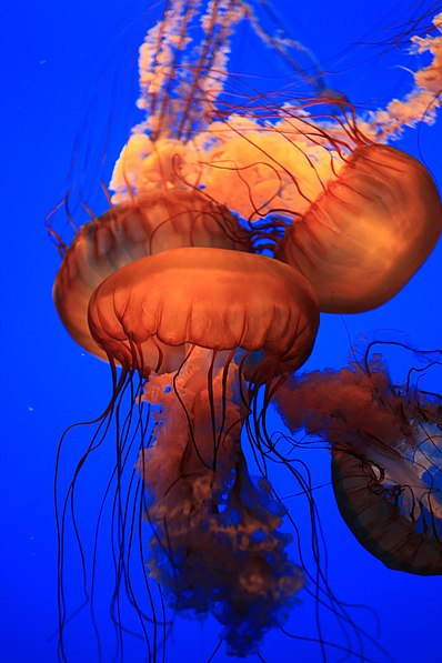 Aquarium de la baie de Monterey