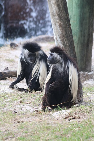 Lowry Park Zoo