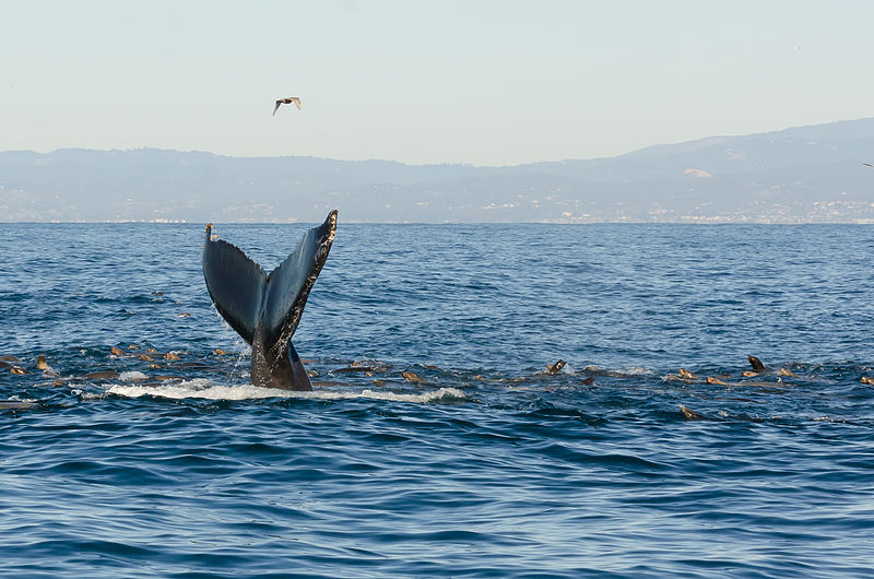 Monterey Bay Whale Watch