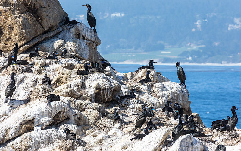 Point Lobos