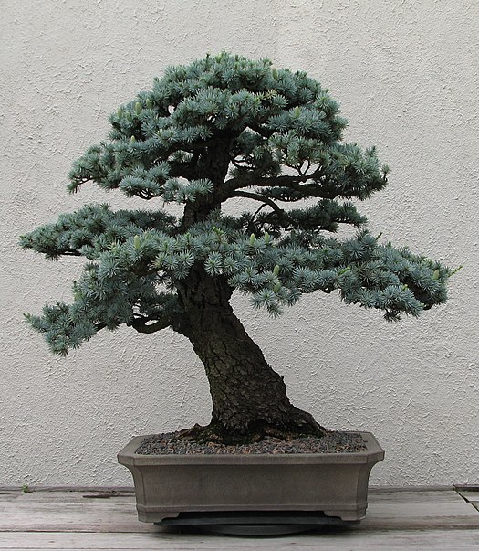 National Bonsai Foundation