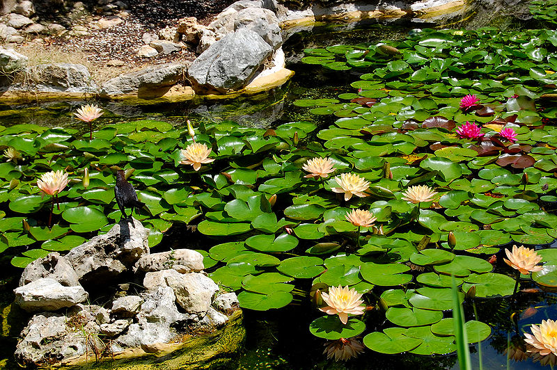 Zilker Botanical Garden