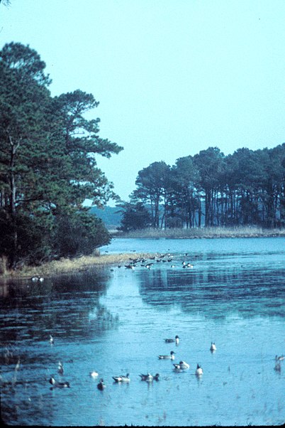 Chincoteague National Wildlife Refuge