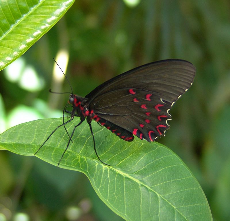 Butterfly Pavilion