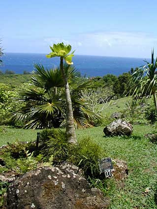 Limahuli Garden and Preserve