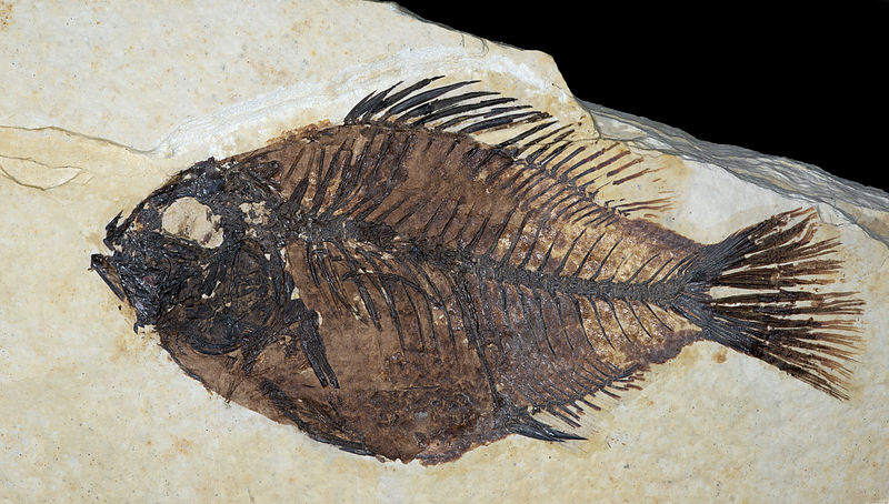 Fossil Butte National Monument