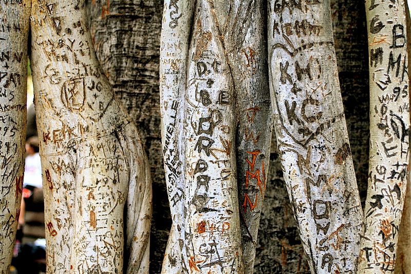 Banyan tree in Lahaina