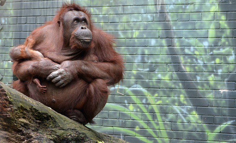 Seneca Park Zoo