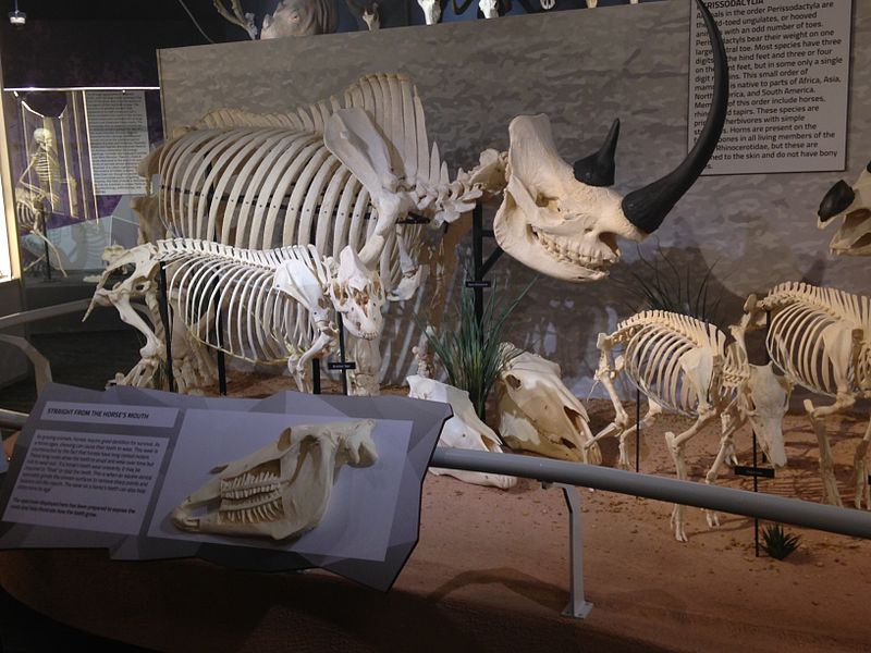 Skeletons: Museum of Osteology