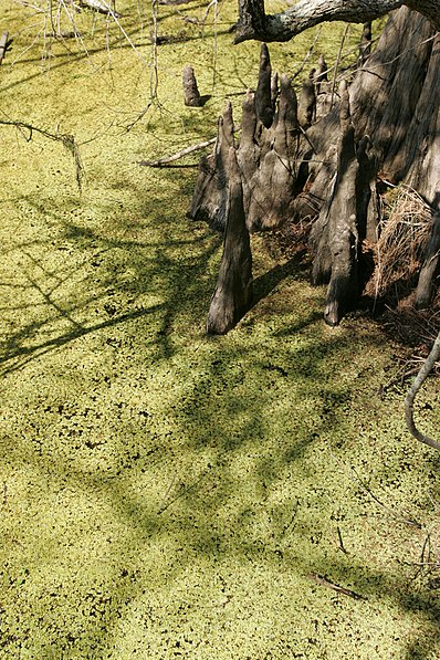 Lacassine National Wildlife Refuge