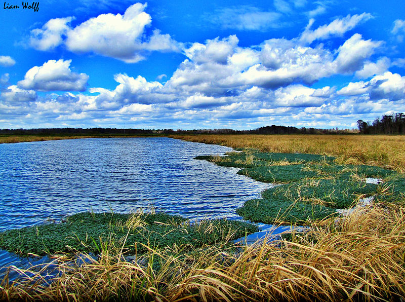 Park Krajobrazowy Phinizy Swamp