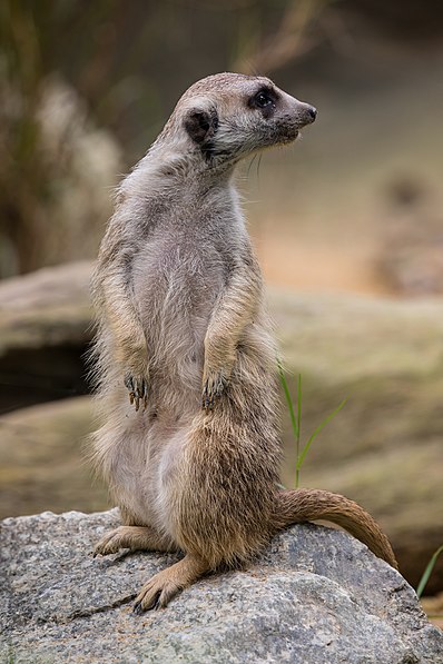 Prospect Park Zoo